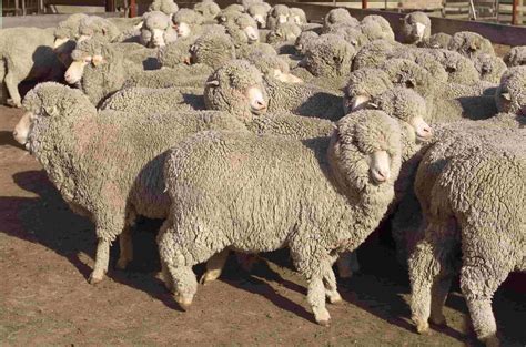 Sheep Farming Farms
