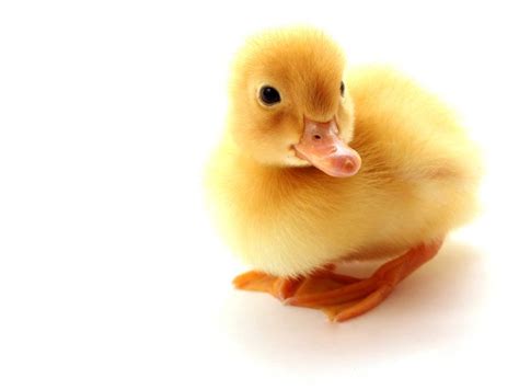 Cute Duckling Ducks ~¨~ Pinterest Spring Change 3 And Cute
