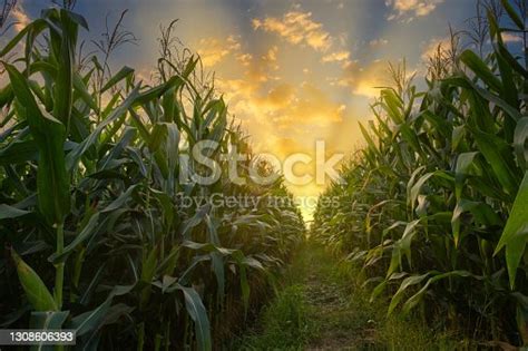 Free Photos Corn Corn Field Plantation Field Aidosnet