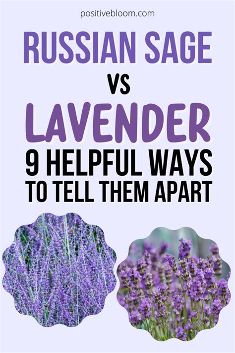 Russian Sage Vs Lavender 9 Helpful Ways To Tell Them Apart