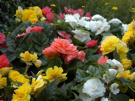 The Easiest Annuals To Plant For Color All Summer Long Diy