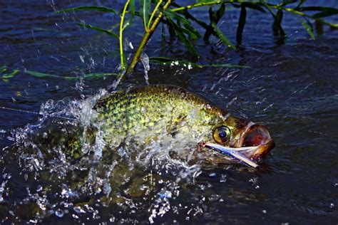 The Absolute Best Month To Catch Crappie