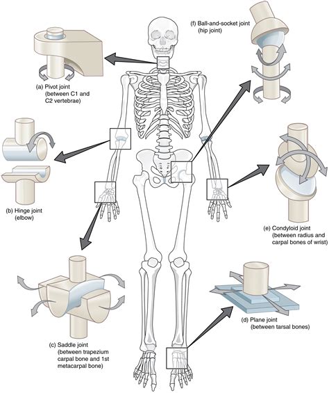 File Types Of Synovial Joints Wikimedia Commons