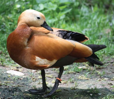 Ruddy Shelduck Bird Britannica