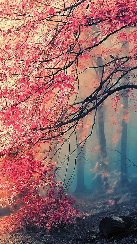 Beautiful Colorful Tree Asymmetrical Wallpaper Lg Forest Wallpaper