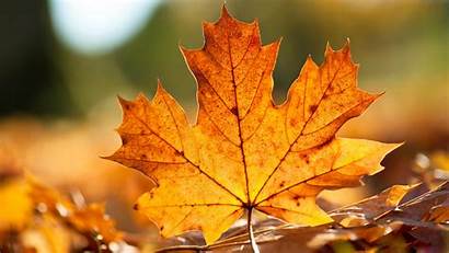Leaves Fall Autumn Wallpapers Desktop Amazingpict