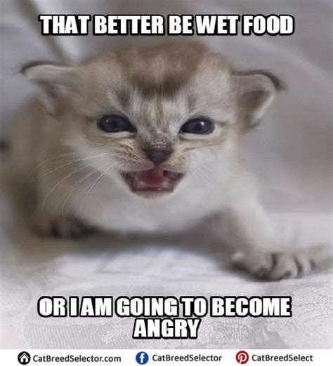 Kitten Memes Cat Breed Selector