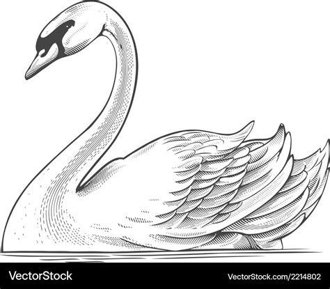 Swan In Engraving Style Royalty Free Vector Image