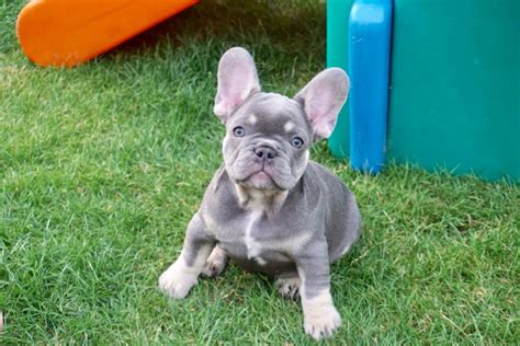 In a world where a standard french bulldog costs several thousand dollars, these rare colors can sell for tens of thousands. Lilac tan french Bulldog girl | Peebles, Peeblesshire ...