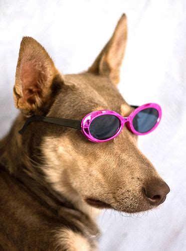 Dog Wearing Sunglasses Funny Dog Memes Funny Captions Cute Funny Dogs