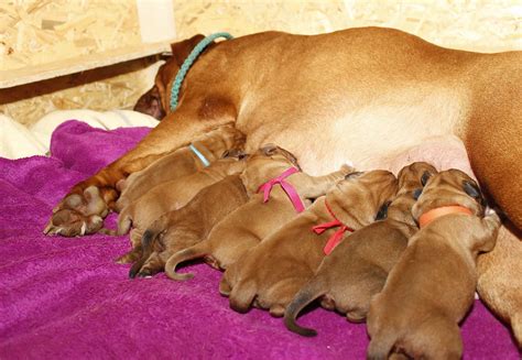 ¿cuánto Dura El Embarazo De Un Perro Clínica Veterinaria