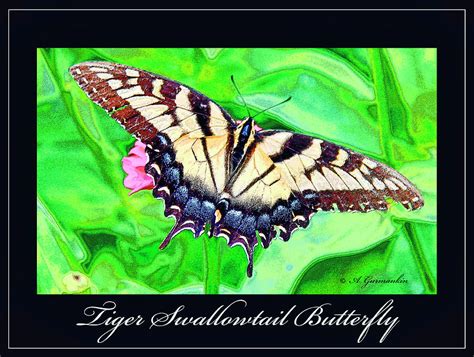 Tiger Swallowtail Butterfly Photograph By A Macarthur Gurmankin Fine