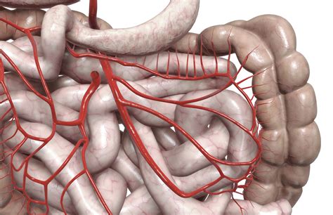 Mesenteric Artery Anatomy