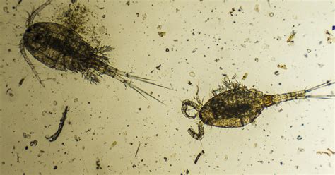 Tiny Aquatic Creature From Abroad Discovered In Lake Erie Cbs Detroit