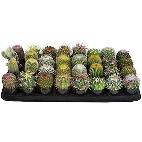 Altman Plants Assorted Live Cactus Mini Cacti Bulk For Planters 25 32 Pack Walmart Canada