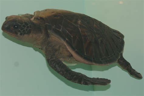 Green Sea Turtle British Wildlife Wiki