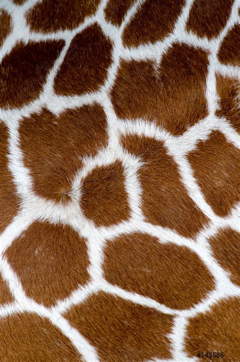 Giraffe Skin Pattern Stock Photo 143586 Crushpixel