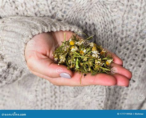 Dry Chamomile In The Hands Of A Girl Chamomile For Brewing Tea Method