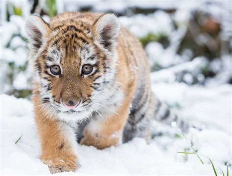 Tiger Cub Trudges Through The Snow Picture Cutest Baby Animals From