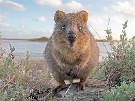 Where To Have The Best Animal Experiences In Western Australia