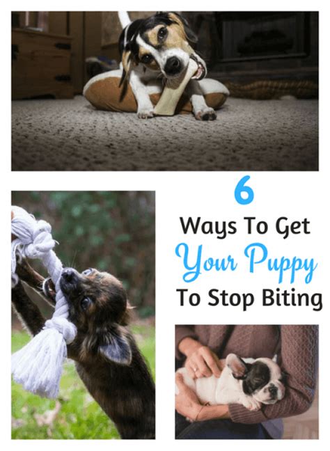 Effective And Easy To Implement 6 Steps To Stop Puppy Biting Puppy