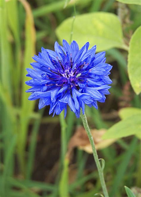 1000 Tall Blue Bachelors Button Cornflower Centaurea Etsy