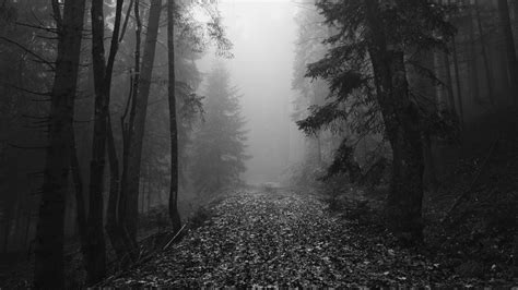 Download Wallpaper 2048x1152 Forest Fog Autumn Darkness Black And