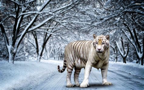 White Bengal Tiger Wallpaper 55 Images