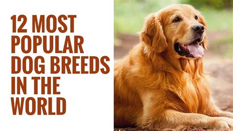 12 Most Popular Dog Breeds In The World 12 Different Types Of Dogs