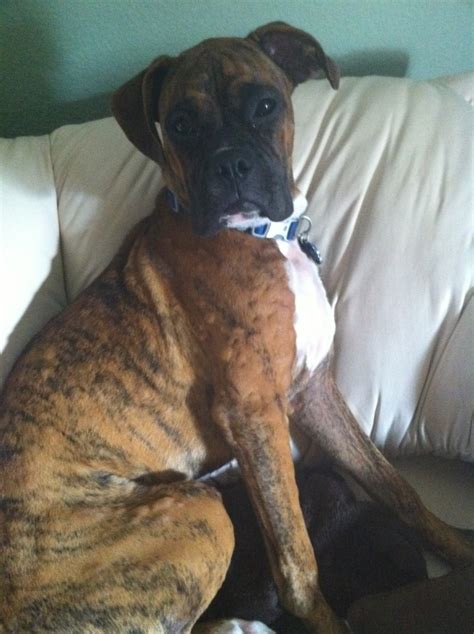 Endless Hives Boxer Breed Dog Forums