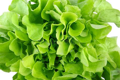 Healthful Bright Green Lettuce Isolated On A White Background Organic