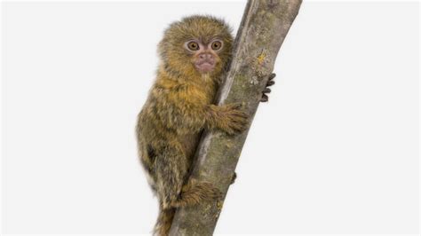 Así Es El Mono Más Pequeño Del Mundo Menos De 18 Centímetros