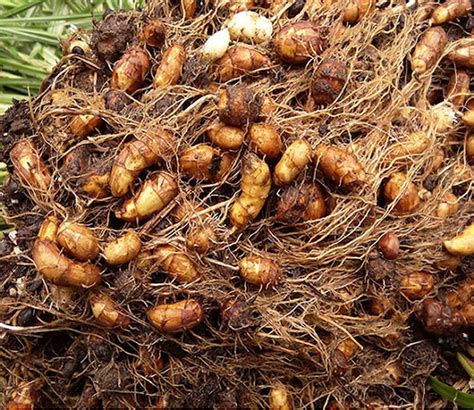 A Simple Guide On How To Grow Tiger Nut