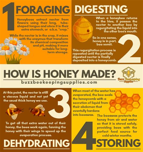 How Honey Is Made How Bees Make Honey How Bees Make Honey Bee