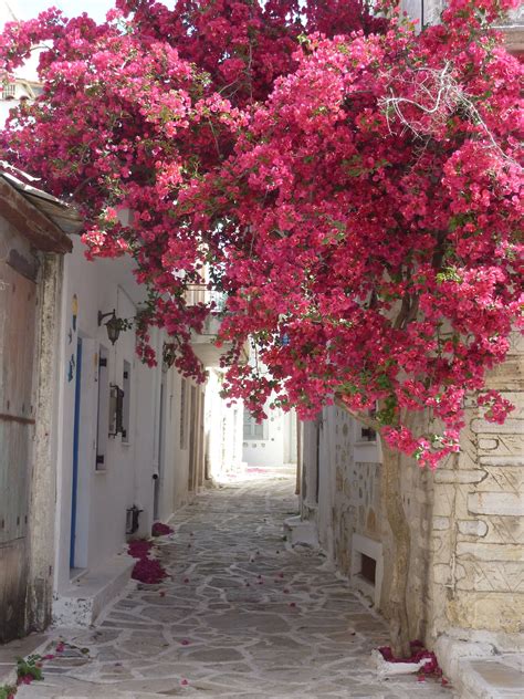 Greek Islands Street In Chalki Beautiful World Beautiful Gardens