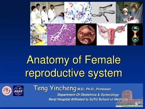 Female Reproductive System PPT