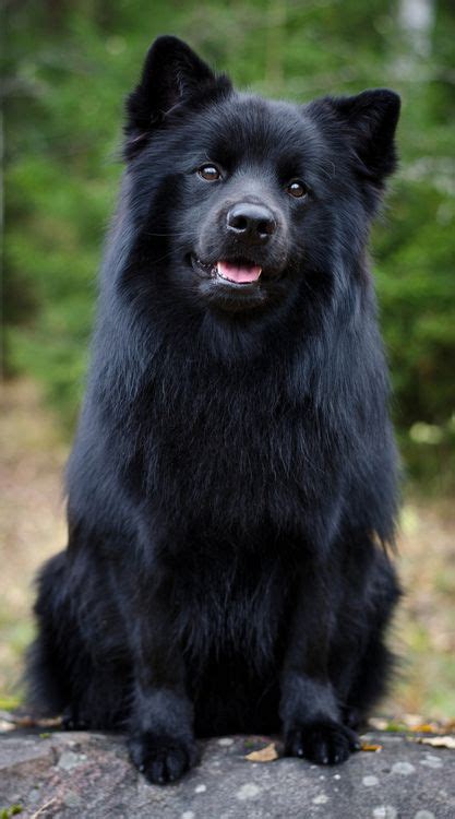 Swedish Lapphund Believed To Be Descended From The Ancient Nordic