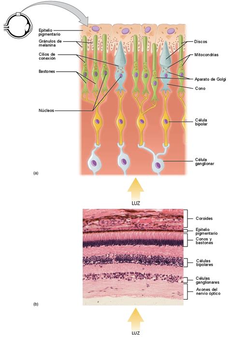 ¿qué Es Un Epitelio Sensorial Curiosoando
