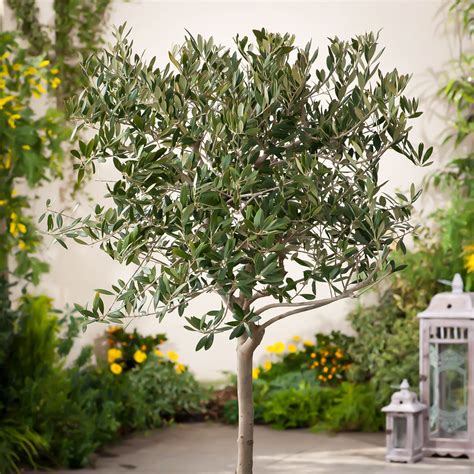 Arbequina Olive Tree Live Potted Plant Olea Europaea Plants Home