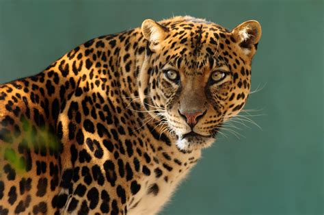 Wallpaper Wildlife Big Cats Whiskers Leopard Jaguar Predator