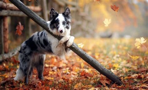 Border Collie Dog Play Autumn Leaves Wallpaper Animals Dogs