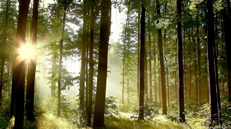 Morning In A Pine Forest Wallpapers And Images Wallpapers Pictures