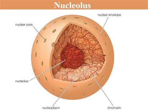 Check spelling or type a new query. Nucleolus - Structure, Functions and its Comparison with ...