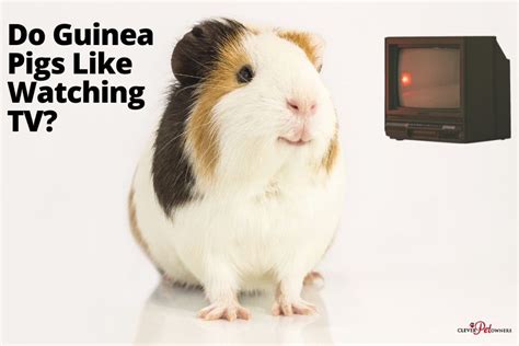 Do Guinea Pigs Like Watching Tv Clever Pet Owners