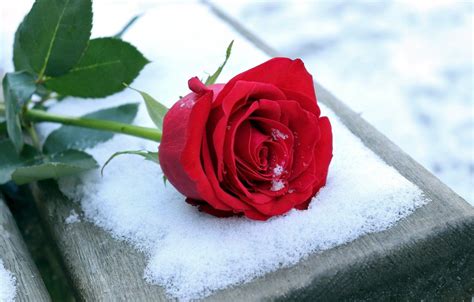 Roses In Snow Wallpapers Top Free Roses In Snow Backgrounds WallpaperAccess