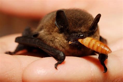 Bats Are Really Cool — Even If That Whole Vampire Thing Is A Myth