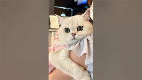 Cute Angry Kitten 😺cute Cat Videos Shorts Funnycats Tiktok