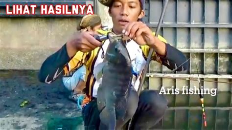 Umpan Ikan Nila Liar Babon Paling Jitu Youtube