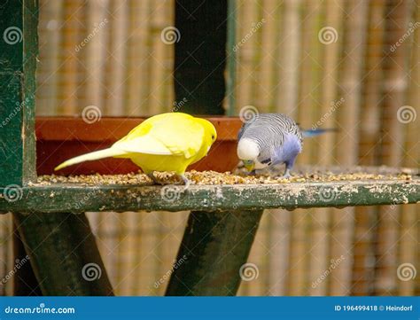 View Of A Blue And A Yellow Budgie Feeding Melopsittacus Undulatus