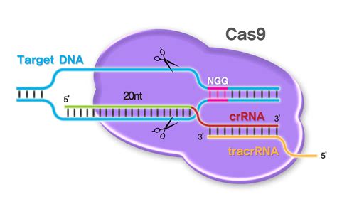 Crispr Cas9 Zebrafish